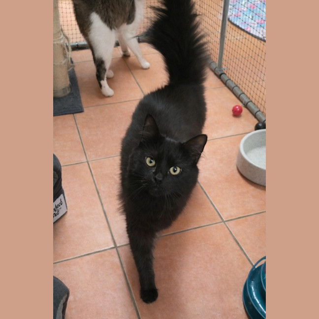 Photo of 🐈‍⬛💖 Annie 🐈‍⬛💖