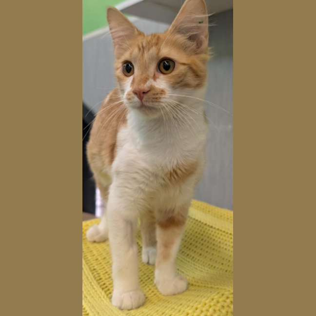 Photo of Kit The Cat