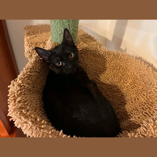 Photo of Mica   In Foster Care In Eltham