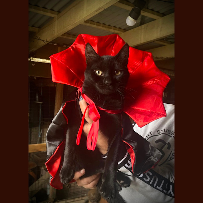 Photo of Prada & Vadar