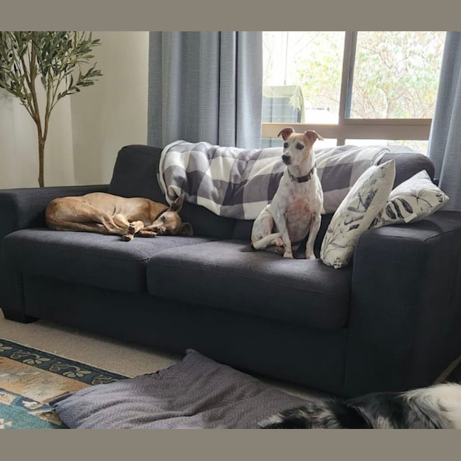 Photo of Billy   10 Year Old Jack Russell X