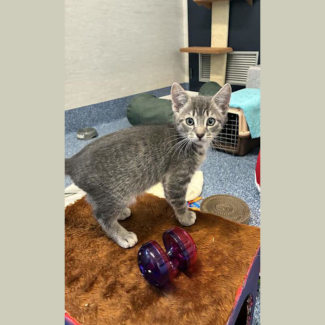 Photo of Romeo
