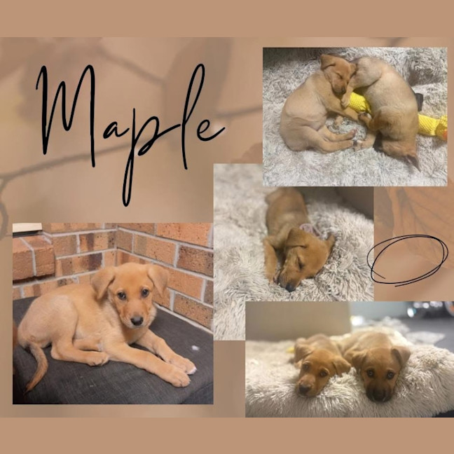 Photo of Maple