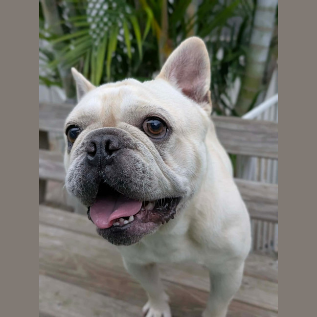 Photo of Biscuit