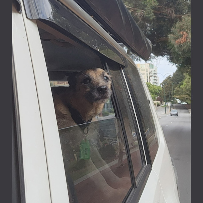 Photo of Toby 