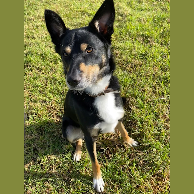 Photo of Dexter