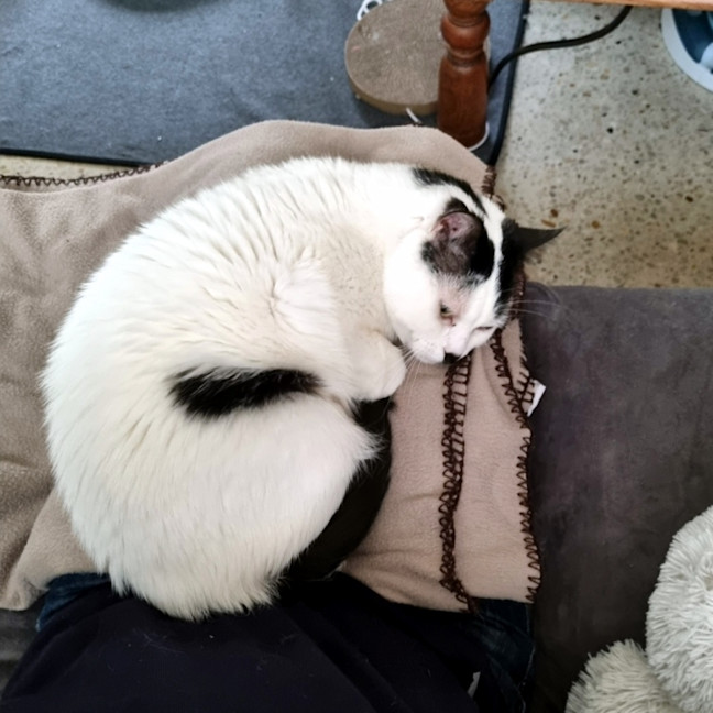 Photo of Chaplin Sta012252