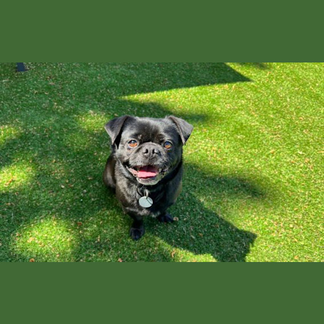 Photo of Alfie