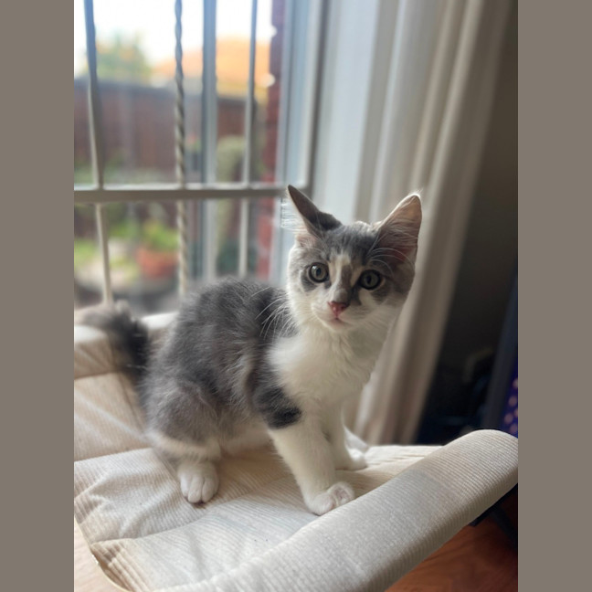 Photo of Chairman Meow