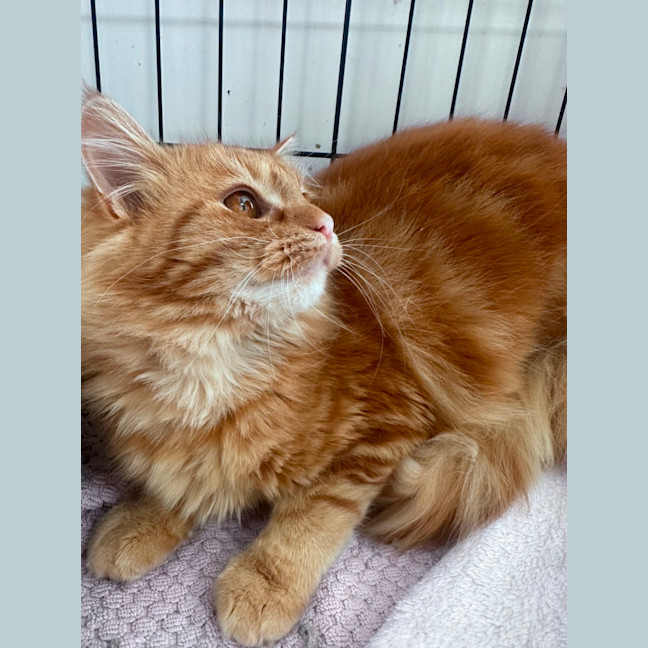 Photo of Marigold