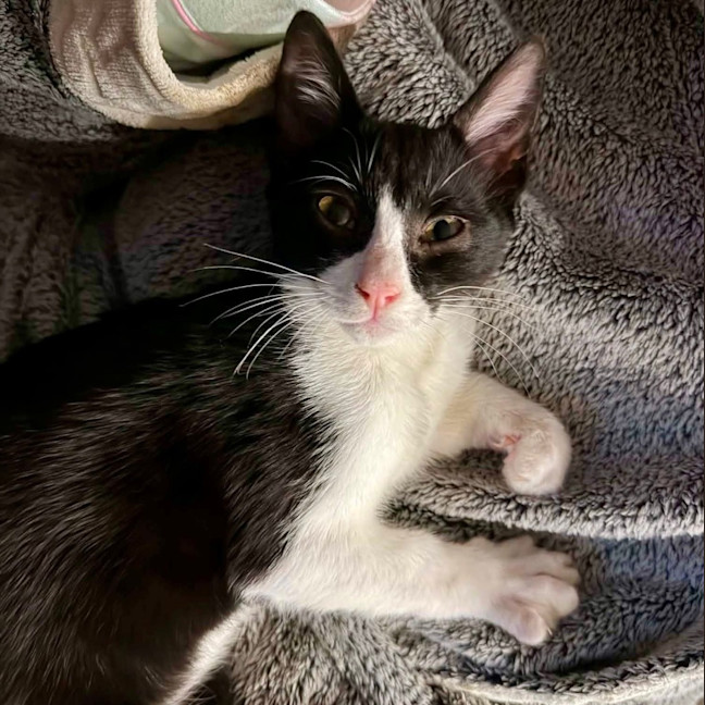 Photo of Cricket