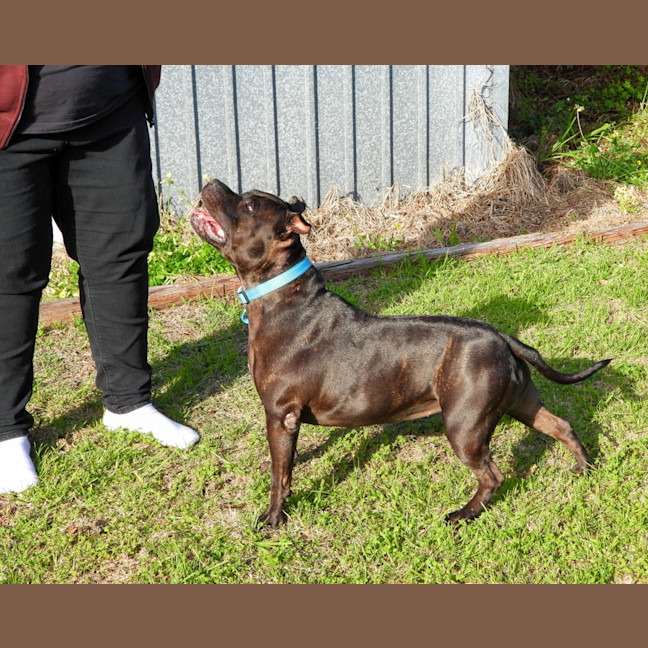 Photo of Brandy