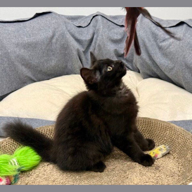 Photo of Onyx