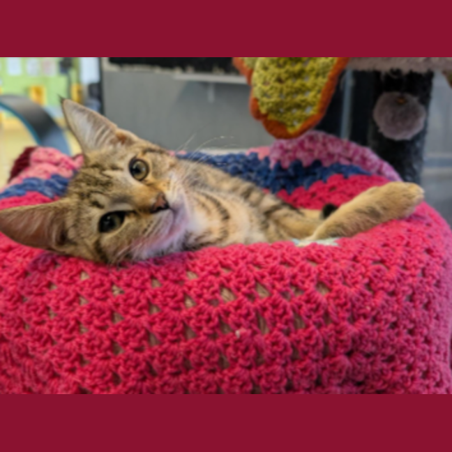 Photo of Sey Yip Yip