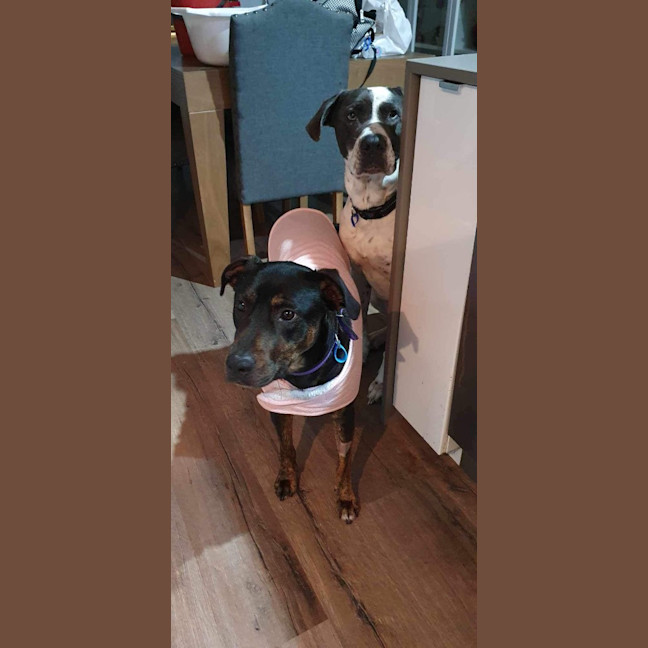 Photo of Nova