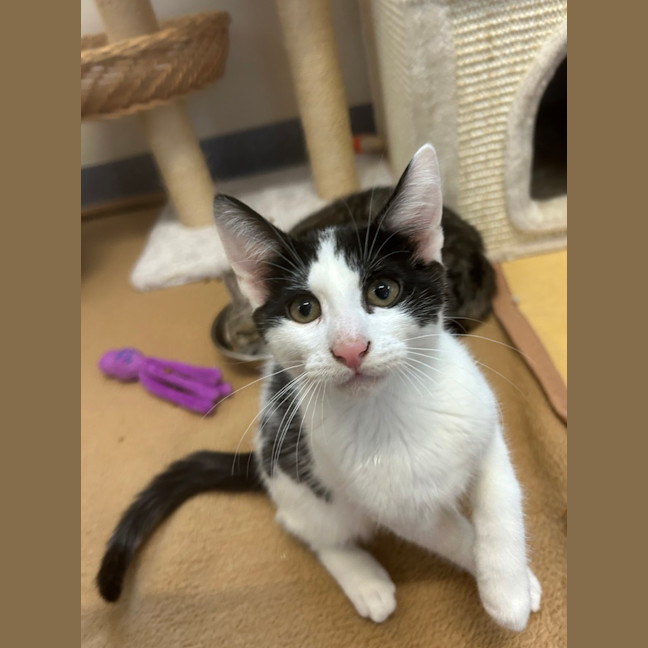 Photo of Guinness