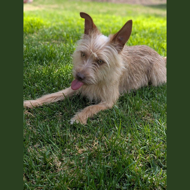 Photo of Gidget 