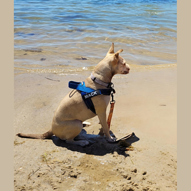 Photo of Mack   2 Year Old Chihuahua X Staffy