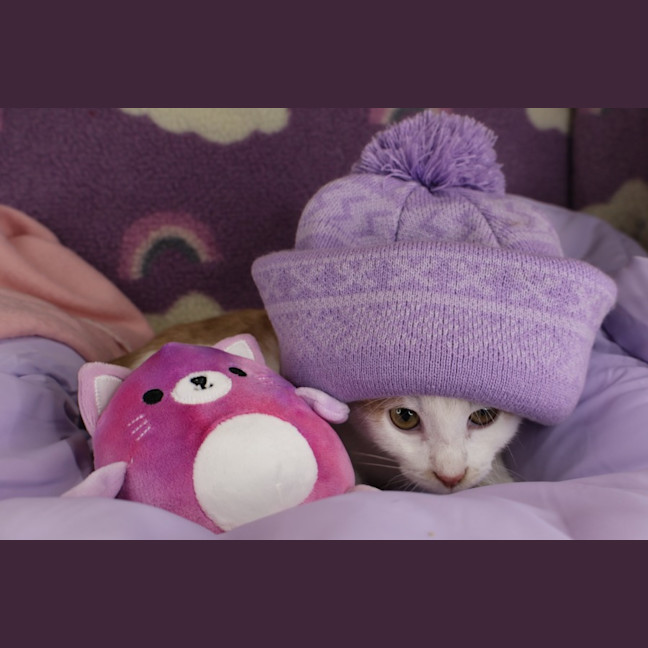 Photo of Miso