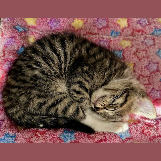 Photo of Poppy