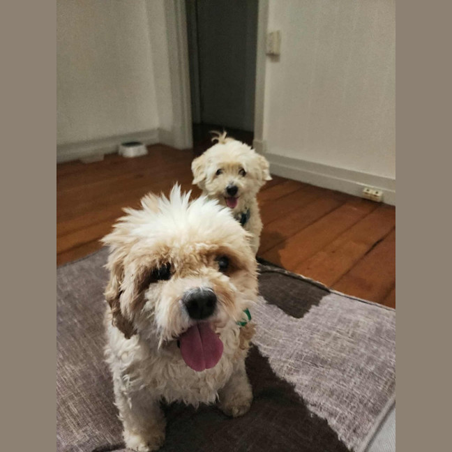 Photo of Simba And Lumi