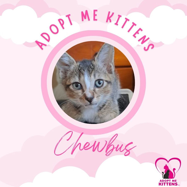 Photo of Chewbus