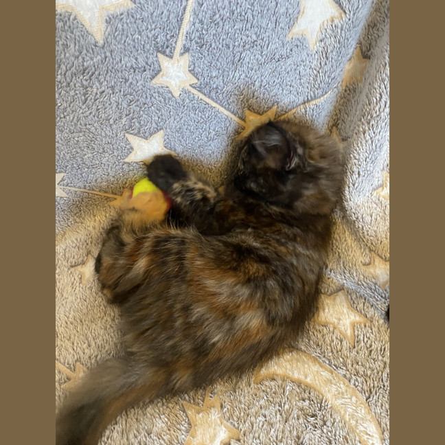 Photo of Amelia