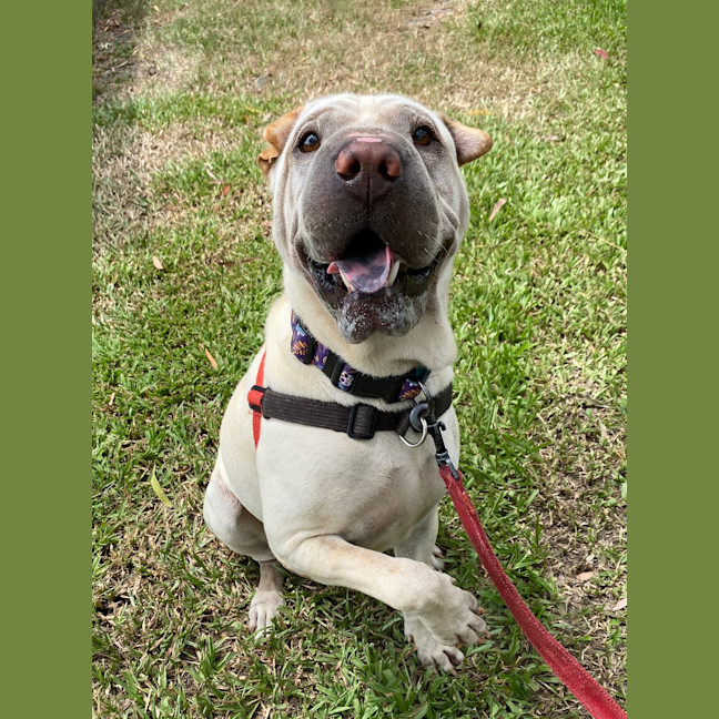 Photo of Onyx