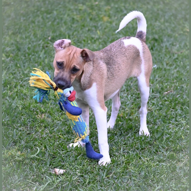Photo of Cookie