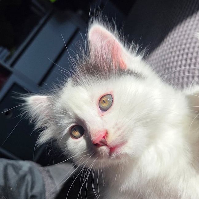 Photo of Jellybean