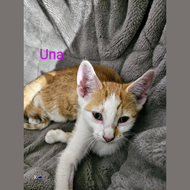 Photo of Una Meet Me @Petstock Keysborough Store