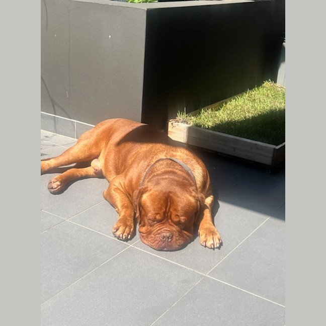 Photo of Bosco