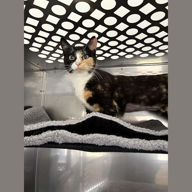 Photo of Primrose
