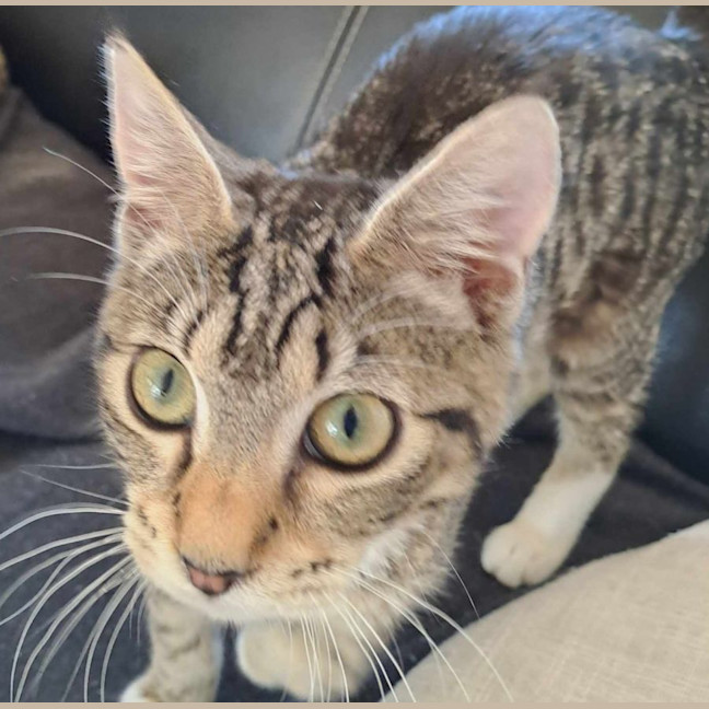 Photo of Bella