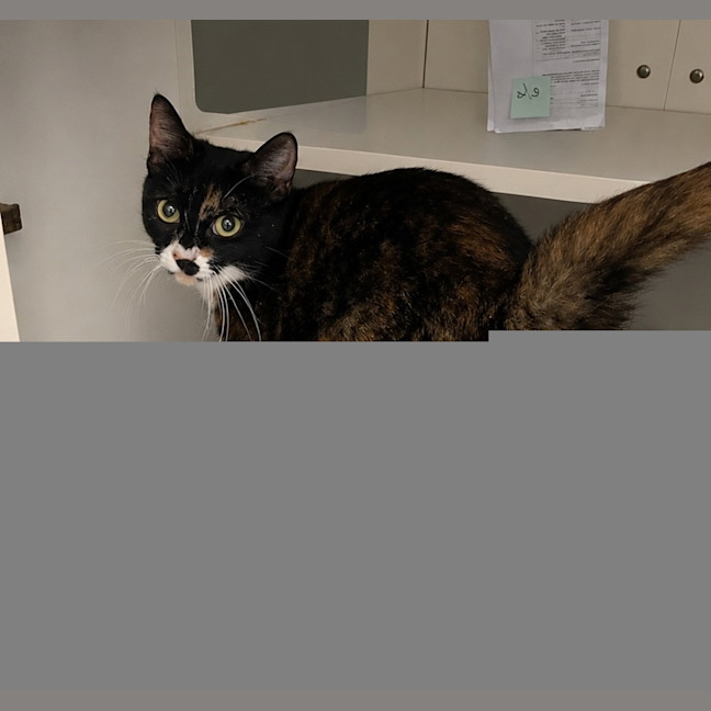 Photo of Dot