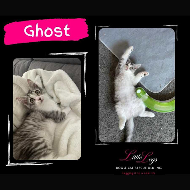 Photo of Ghost 