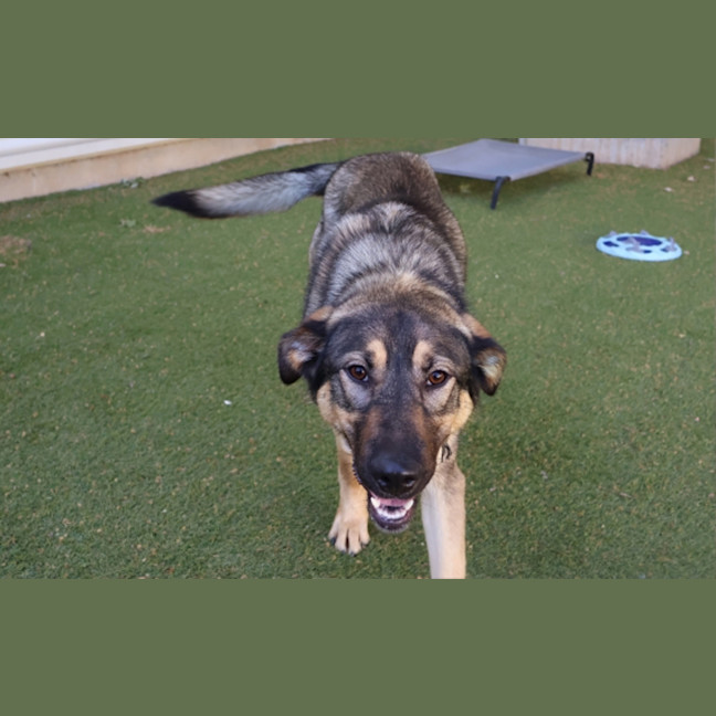 Photo of Delilah 