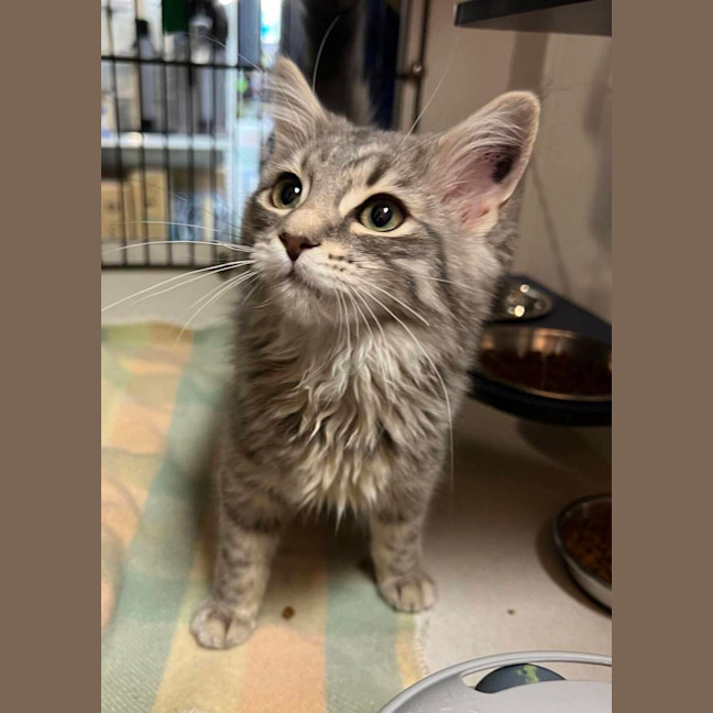 Photo of Bluebelle