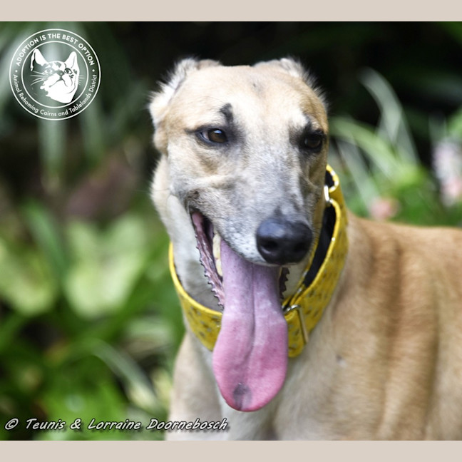 Photo of Sylvie Racing Name Silver Starline