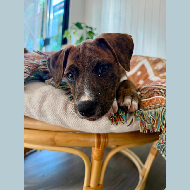 Photo of Cici