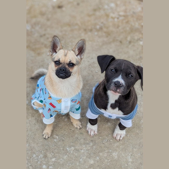 Photo of Bug 