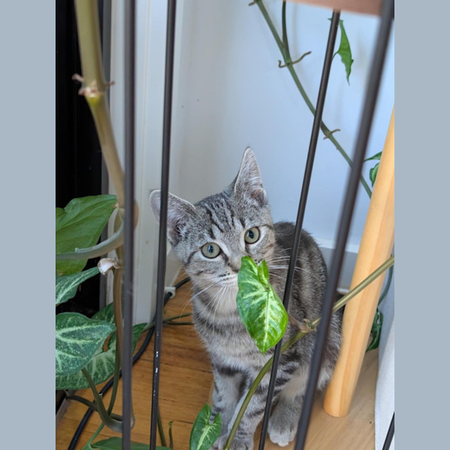 Photo of Skylar   Located In Pascoe Vale 