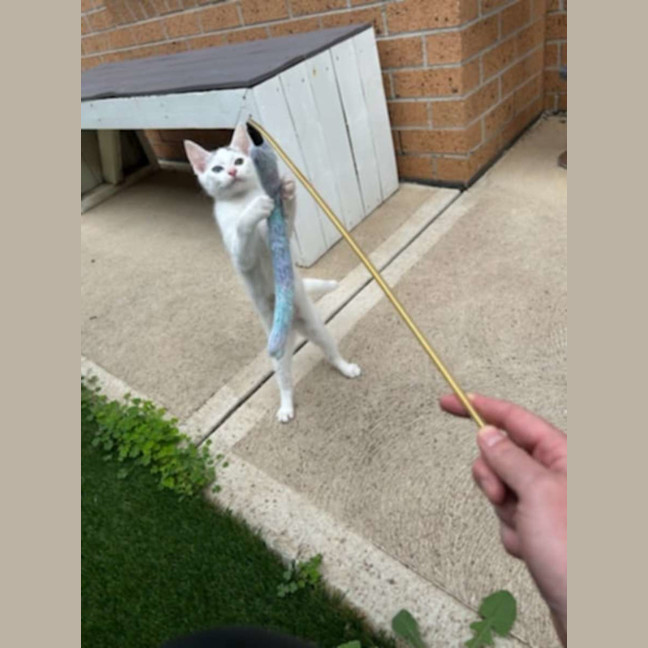 Photo of Bowie *9 Lives Project Rescue*