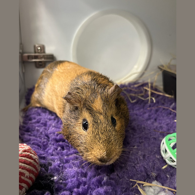 Photo of Cookie (Bonded To Squeak)