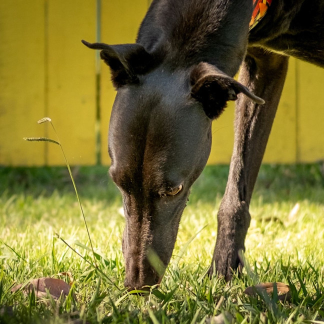 Photo of Goose The Greyhound