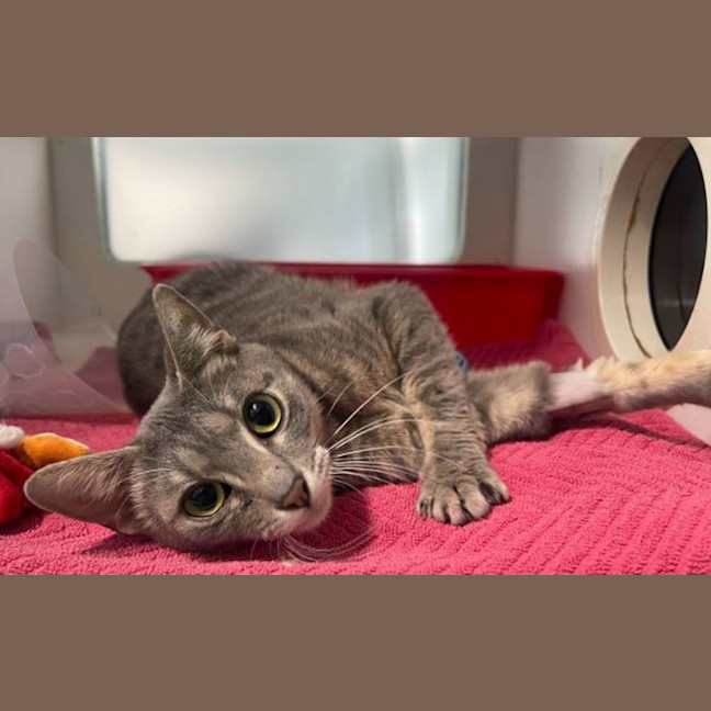 Photo of Penny