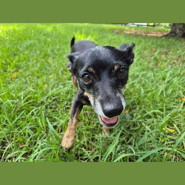 Photo of Rusty Dusty