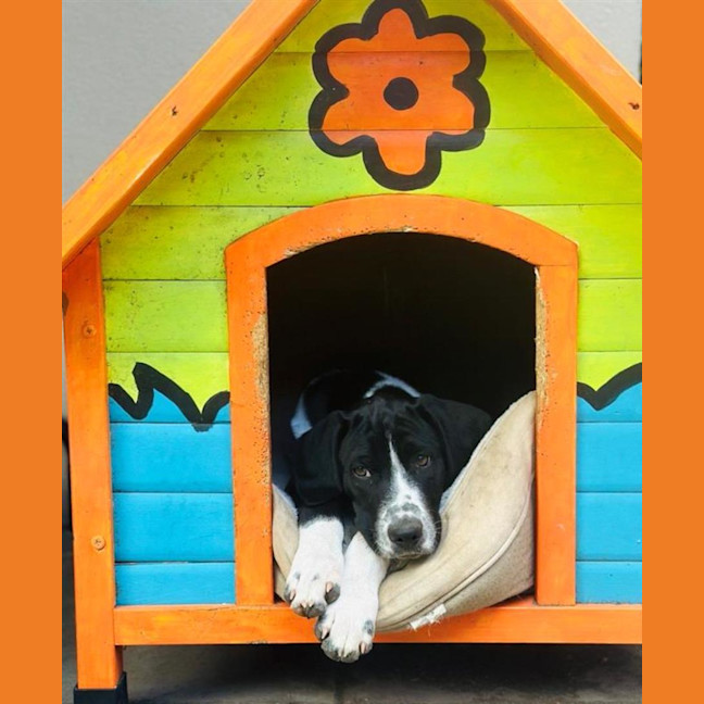 Photo of Patches