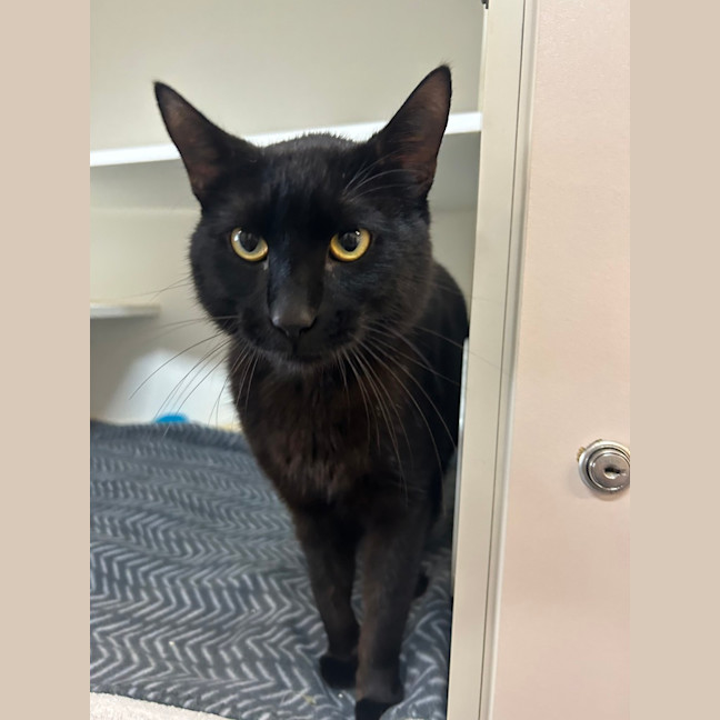 Photo of Sabre