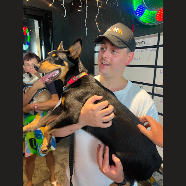 Photo of Chip   6 Month Old Kelpie X (Trial)